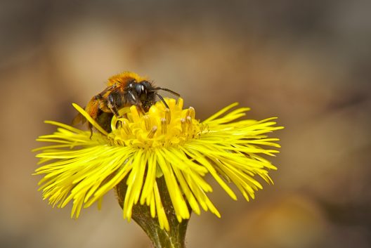 bee-4059893_1920